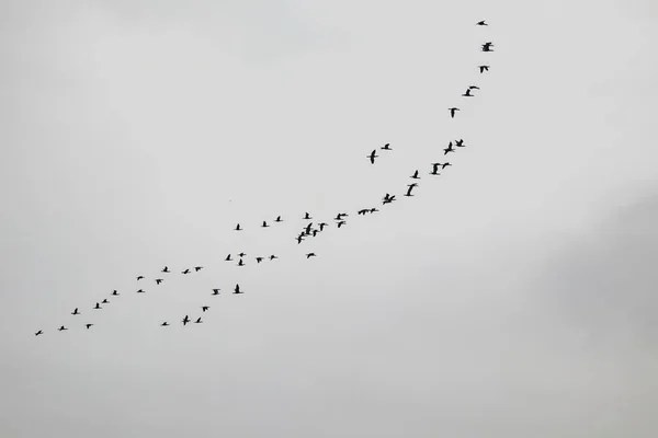 Bestiario privato: tassonomia animale di “Umana&nbsp;gloria”